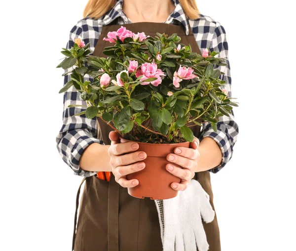 女性花店持有房子植物 — 图库照片