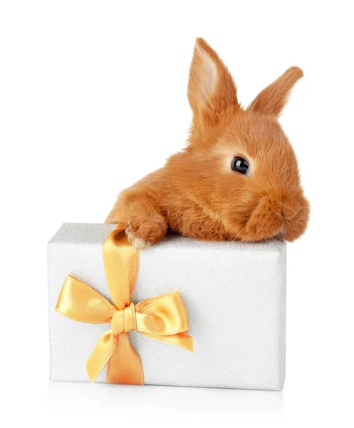 น่ารักตลกกระต่ายและกล่องของขวัญ — ภาพถ่ายสต็อก