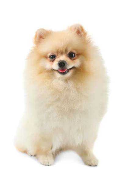 Pomeranian Spitz perro —  Fotos de Stock