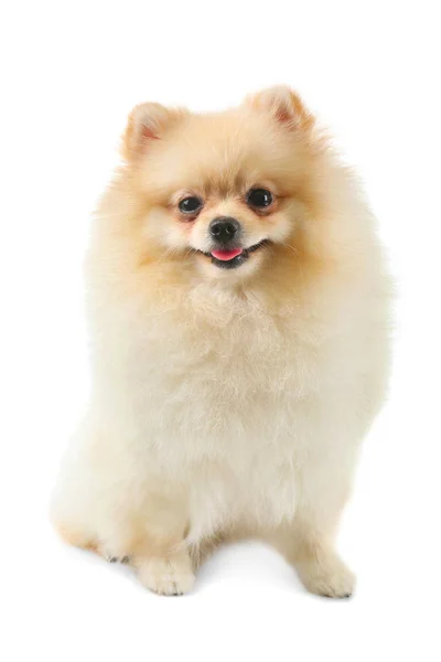 Pomerania cane Spitz — Foto Stock