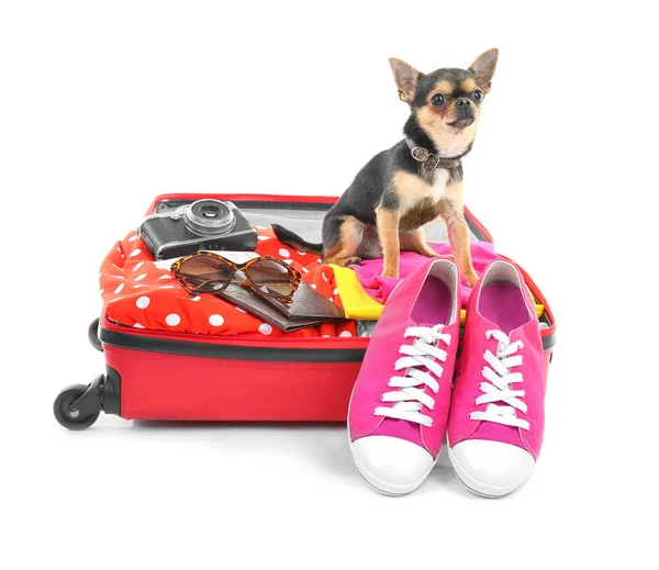 Kis kutya bőrönd — Stock Fotó