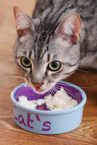 Sevimli kedi yemek — Stok fotoğraf