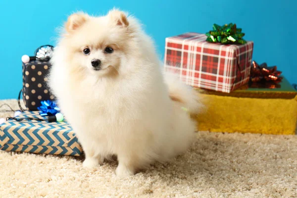 Pomeranian spitz hund — Stockfoto