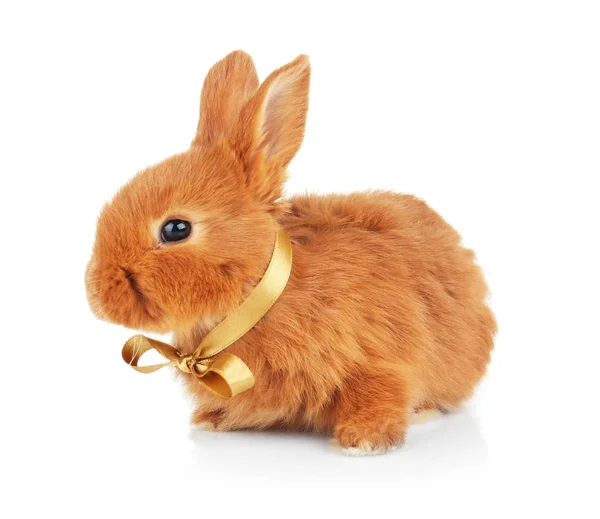 Cute funny rabbit with bow — Stock Photo, Image