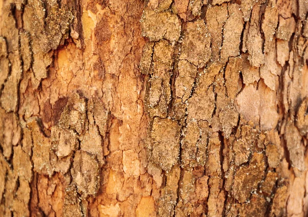 Wood nature background — Stock Photo, Image