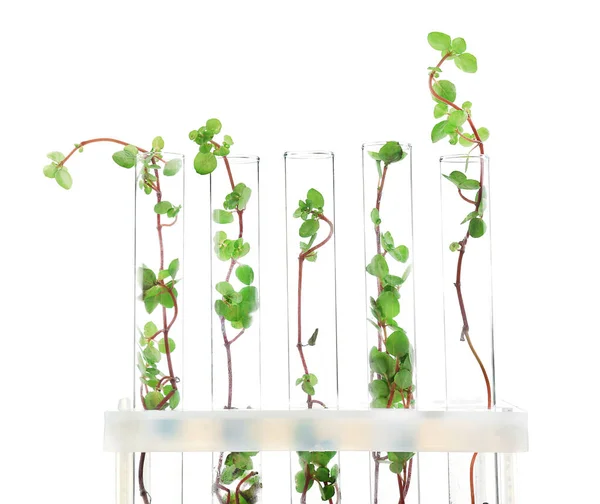 Tubos de ensayo con plantas en soporte — Foto de Stock