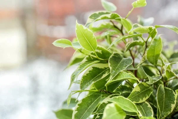 Beautiful ficus, closeup — Stock Photo, Image