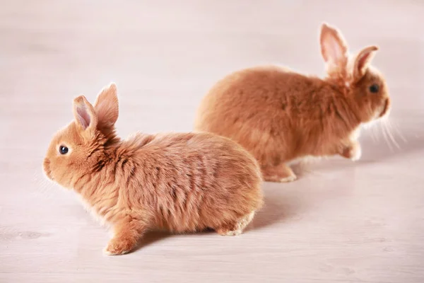 Carino conigli divertenti sul pavimento — Foto Stock