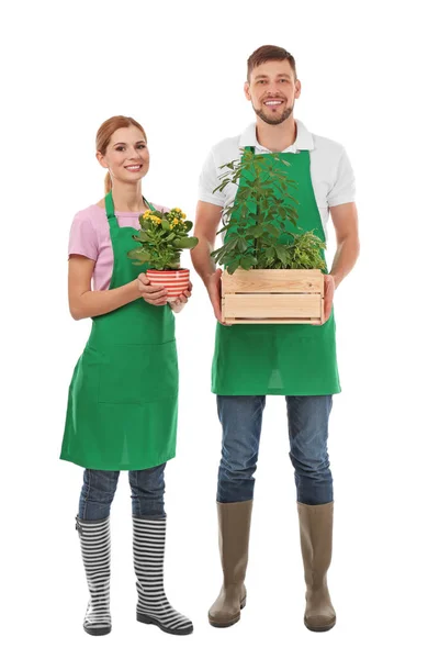 Två florister håller krukväxter — Stockfoto