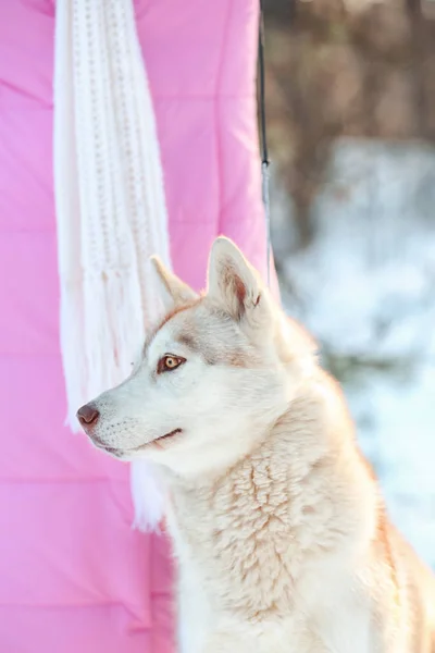 Mutlu siberian dış yapraklar — Stok fotoğraf