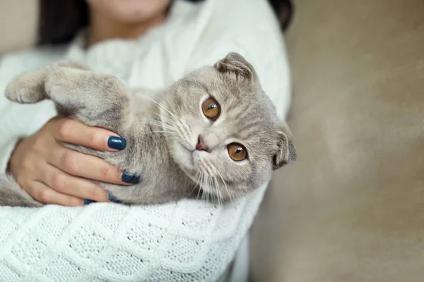 Mujer sosteniendo lindo gato —  Fotos de Stock