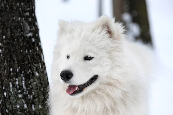 Söta samojedvalpar hund — Stockfoto