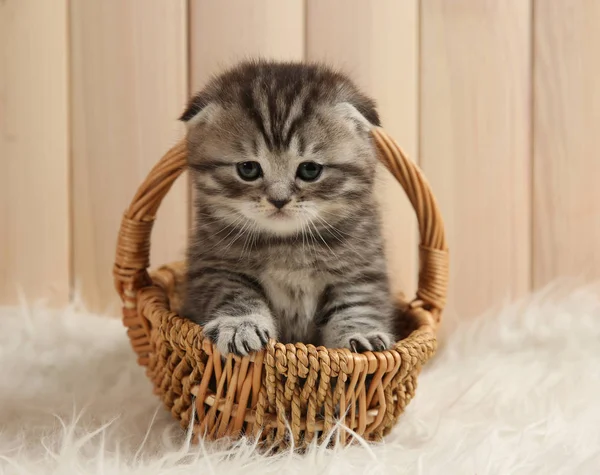 Cute kitten at home — Stock Photo, Image