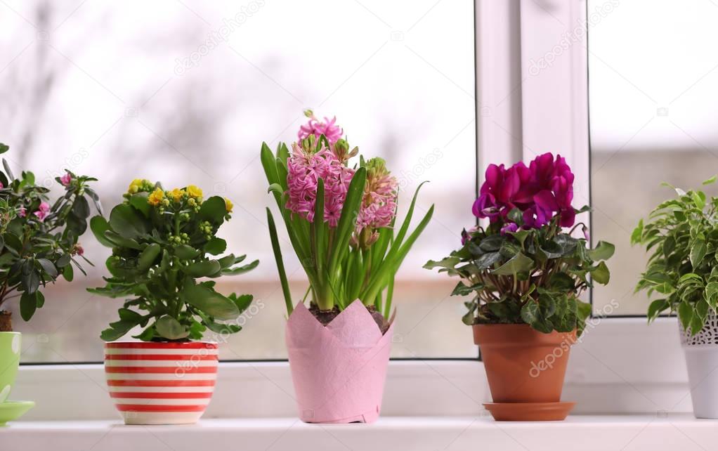 Beautiful plants in pots 
