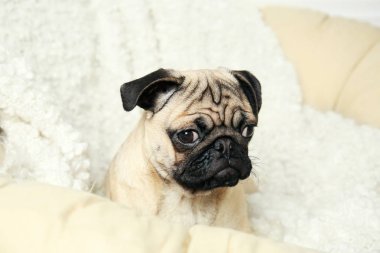 sevimli küçük pug