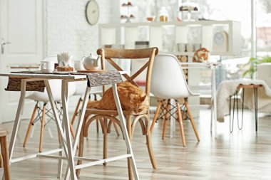 Modern kedi Cafe