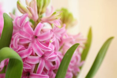 Güzel renkli sümbül 