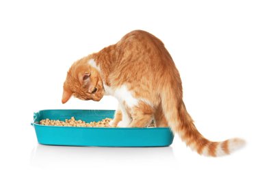 plastik çöp kedi