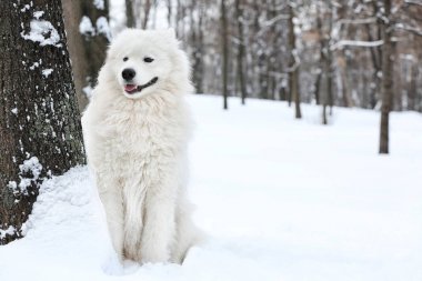 sevimli samoyed köpek 