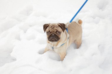 sevimli küçük pug