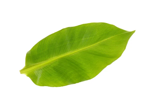 Hoja verde única — Foto de Stock