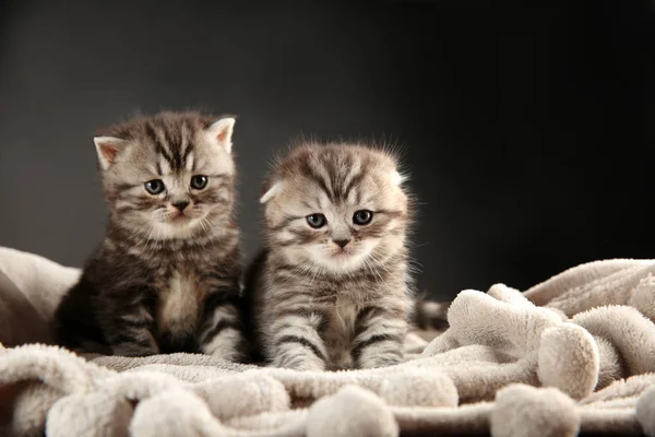 Adorables gatitos con cuadros —  Fotos de Stock