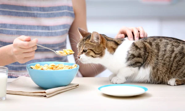 Morgen der schönen jungen Frau und Katze in der Küche — Stockfoto