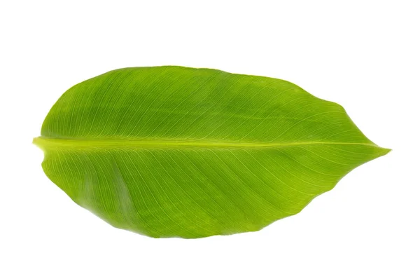 Single green leaf — Stock Photo, Image