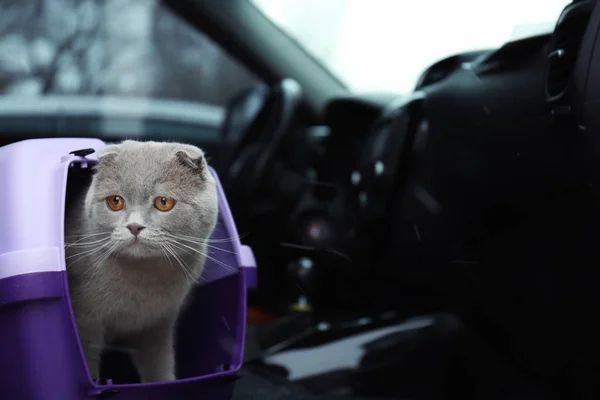 Pet carrier with cat — Stock Photo, Image