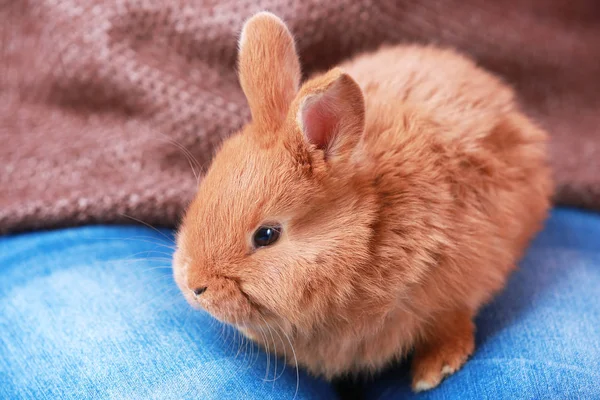 Femme avec lapin drôle mignon — Photo