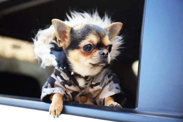 坐在车里的狗 — 图库照片