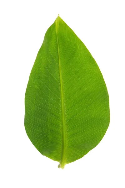 Single green leaf — Stock Photo, Image