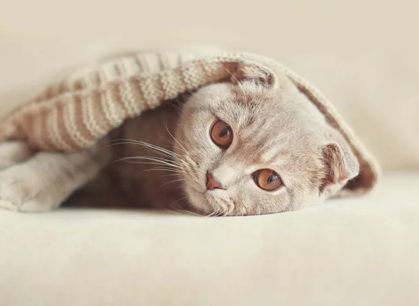 Şirin kedi sıcak süveterin içinde sarılmış — Stok fotoğraf
