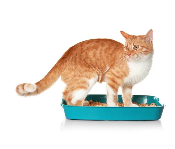 Katze im Plastikmüll — Stockfoto