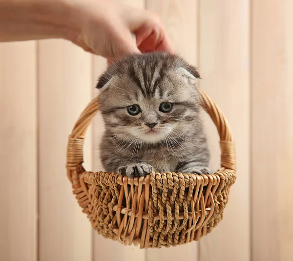 Chaton mignon à la maison — Photo