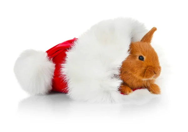 Funny rabbit with Santa Claus hat — Stock Photo, Image