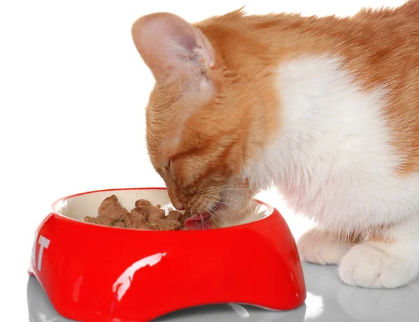 Foxy кошка ест пищу из миски на белом фоне — стоковое фото