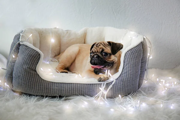 Cute little pug — Stock Photo, Image