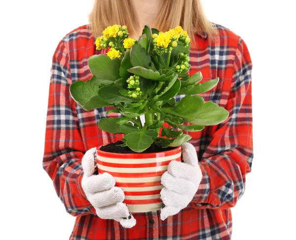 Kobiece Kwiaciarnia w rękawice przytrzymanie roślina — Zdjęcie stockowe