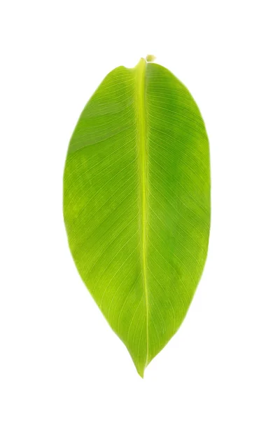 Singola foglia verde — Foto Stock