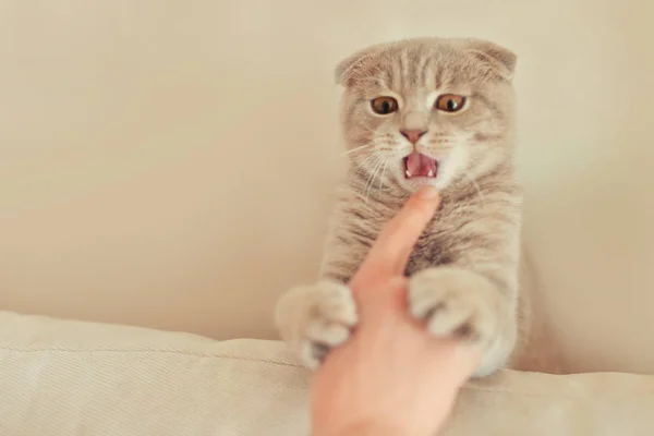 Woman playing with cute cat — Stock Photo, Image