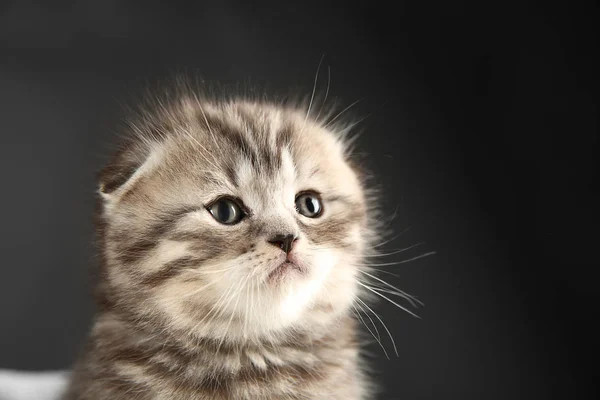 Cute kitten on dark — Stock Photo, Image