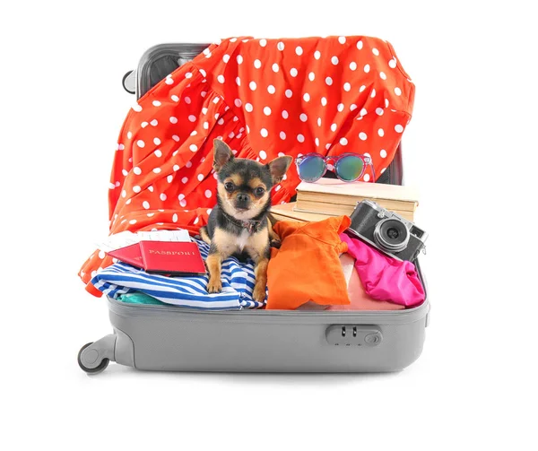 Small dog in suitcase — Stock Photo, Image