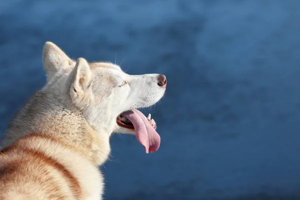 Sibiřský husky venku na slunečný den — Stock fotografie