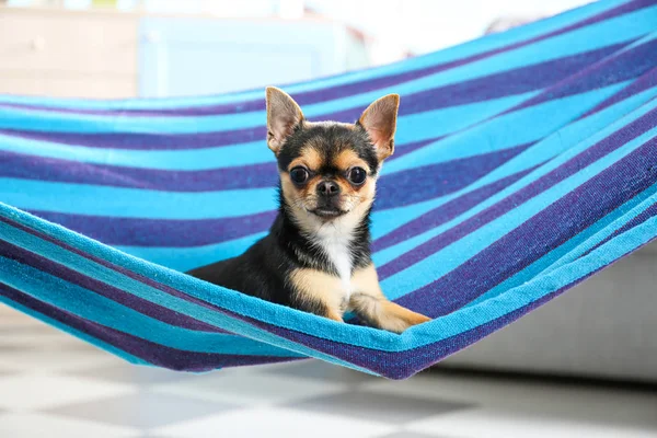 Cachorrinho pequeno bonito — Fotografia de Stock