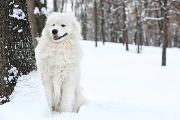 Χαριτωμένος σκύλος samoyed — Φωτογραφία Αρχείου