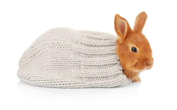 Cute funny rabbit with knitted cap — Stock Photo, Image