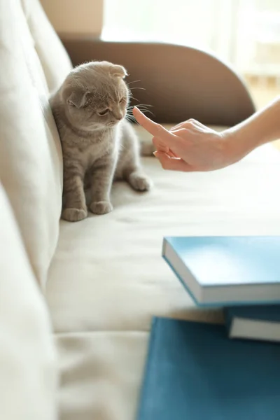 Woman punishing playful cat — Stock Photo, Image