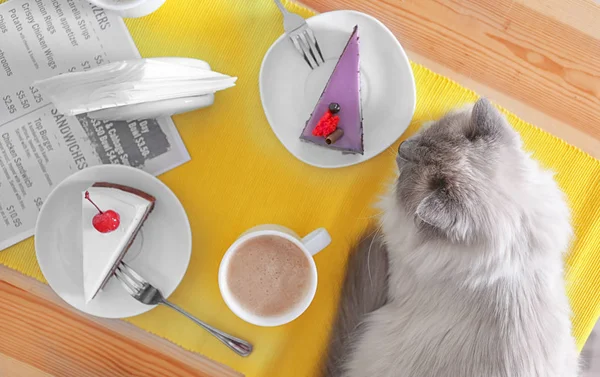 Lindo gato acostado en mesa — Foto de Stock