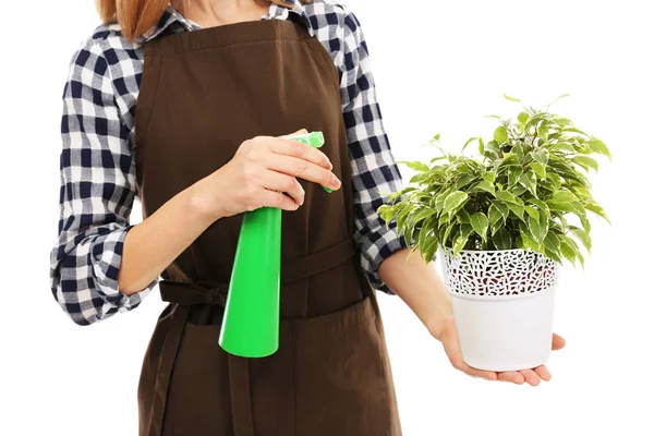 Floristería femenina holding house plant —  Fotos de Stock